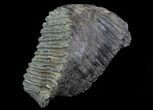 Mammoth Molar From South Carolina - Huge Specimen #66866-2